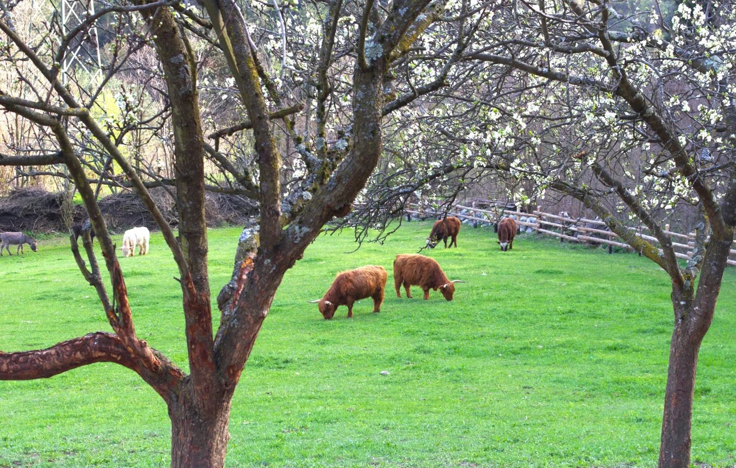 Mucche Highland al pascolo tra gli alberi in fiore nella fattoria Orthammer Mucche Highland al pascolo tra gli alberi in fiore nella fattoria Orthammer